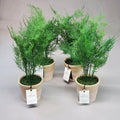 Hearth & Hand with Magnolia 4PK of 8.5"X22" Faux Fern Potted Plants 324-00-0705 (New)