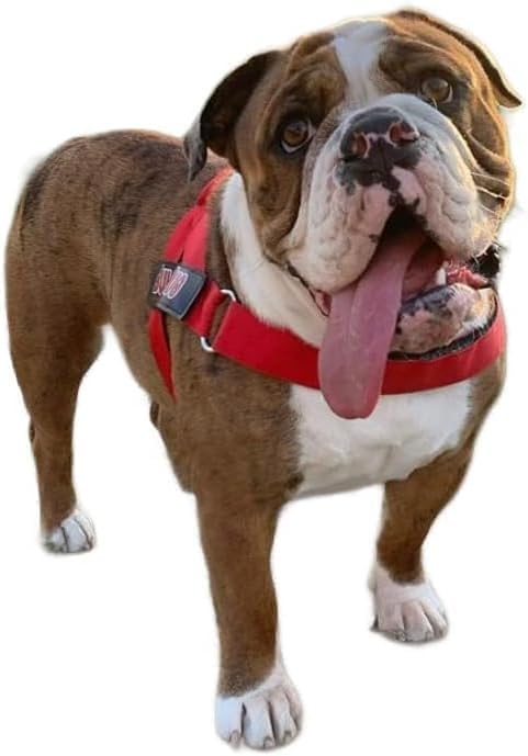 Adjustable Dog Harness– No Pull, No Choke – for English Bulldogs, French Bulldogs, Pugs & Broad-Chested Breeds – Easy, Safe Walks (Bright RED, Medium)