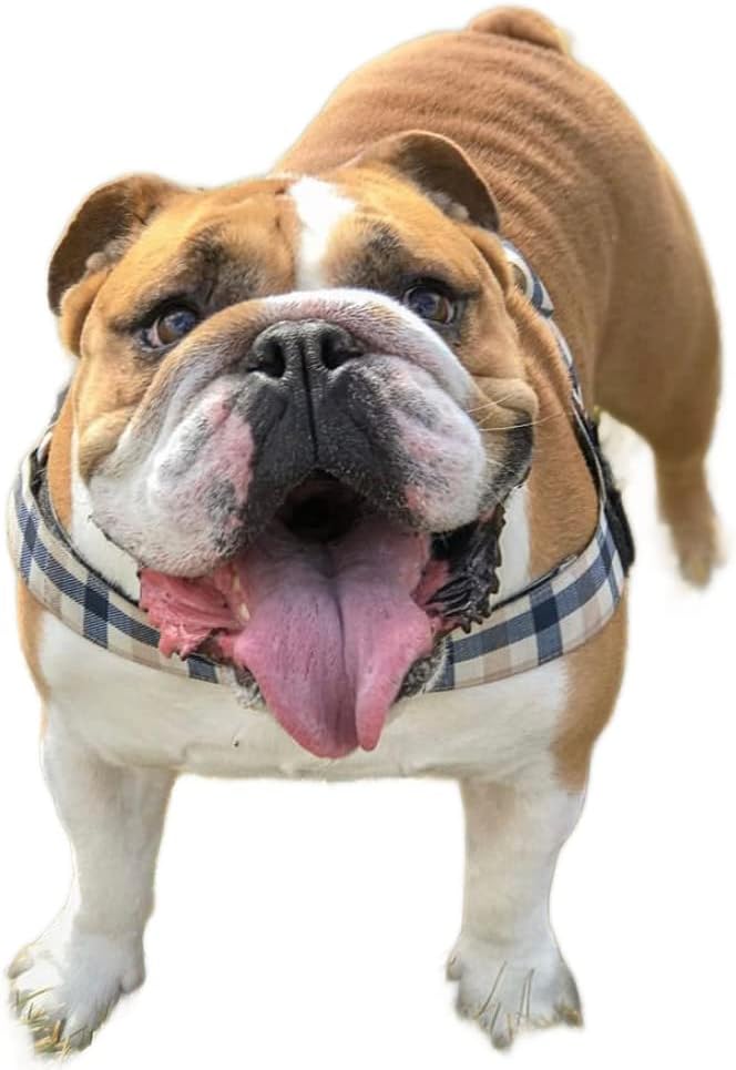 Adjustable Dog Harness– No Pull, No Choke – for English Bulldogs, French Bulldogs, Pugs & Broad-Chested Breeds – Easy, Safe Walks (Blue TAN Plaid, Small)