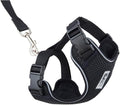RC Pets Adventure Kitty Cat Harness | Adjustable Airmesh Vest with D-Ring and 6ft Leash for Walking and Travel | Black, Large