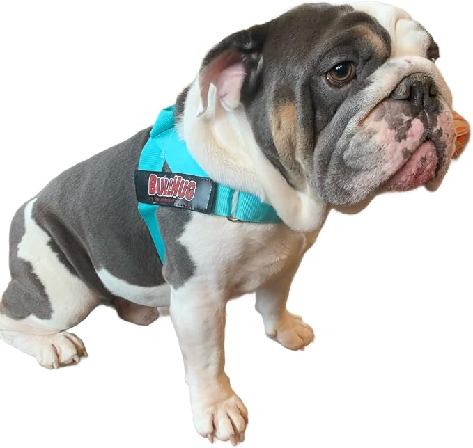 Adjustable Dog Harness– No Pull, No Choke – for English Bulldogs, French Bulldogs, Pugs & Broad-Chested Breeds – Easy, Safe Walks (Tiff Blue, Medium)