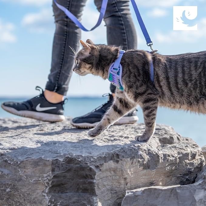 RC Pets Adventure Kitty Cat Harness | Adjustable Airmesh Vest with D-Ring and 6ft Leash for Walking and Travel |Splatter, Small
