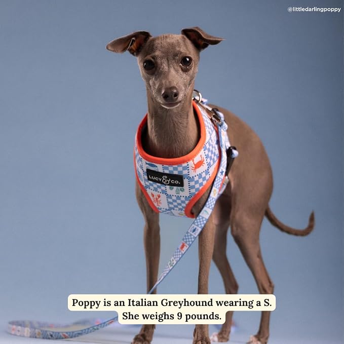 Lucy & Co. Sunny in Sicily Reversible Dog Harness, Adjustable Comfort Fit with Dual Leash Attachments, Large