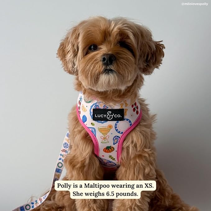 Lucy & Co. Dolce Vita Reversible Dog Harness, Adjustable Comfort Fit with Dual Leash Attachments, Medium