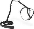 PetSafe Come with Me Kitty Harness and Bungee Cat Leash, Black, Small | Adjustable 2-Point Fit Applies Gentle Pressure to Shoulders, Not Neck, for Kittens and Small Cats with 9 in - 11 in Girth