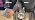 Bad Dog Tools 7" Endless HDII Multipurpose Cut/Grind Diamond Wheel