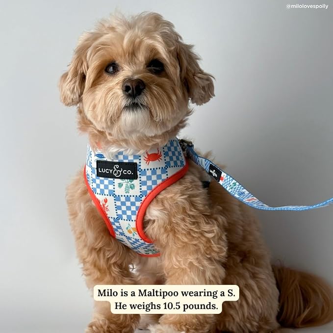 Lucy & Co. Sunny in Sicily Reversible Dog Harness, Adjustable Comfort Fit with Dual Leash Attachments, Small