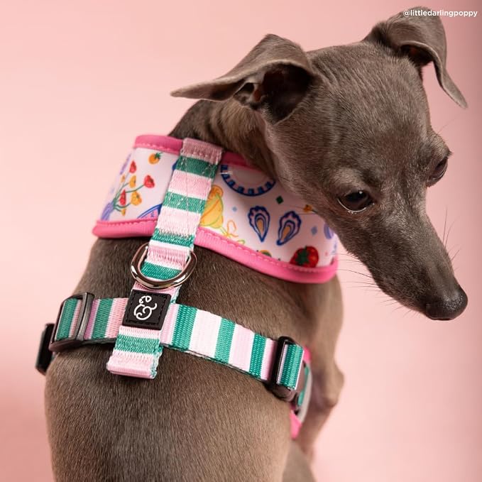 Lucy & Co. Dolce Vita Reversible Dog Harness, Adjustable Comfort Fit with Dual Leash Attachments, Medium