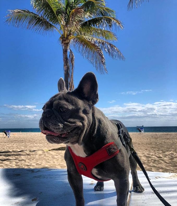 Gooby, Dog Harness, Sporty, Large, Red - Escape Free Sport Harness with Patented Neoprene Technology, 4-Point Adjustment, No Choke, Perfect for Small Dogs No Pull | Patented escape-free frame; Reduces choking; 4-point adjustment; Soft neoprene padding;...