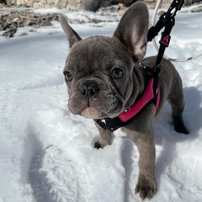 Gooby Escape Free Easy Fit Dog Harness, Step-in, Hot Pink, Large | Patented escape-free frame; Contracts if they back out; Step-in easy on/off; Machine washable; Light POM leash ring