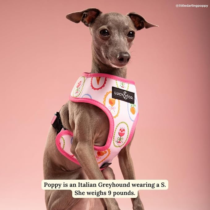 Lucy & Co. Dolce Vita Reversible Dog Harness, Adjustable Comfort Fit with Dual Leash Attachments, Medium