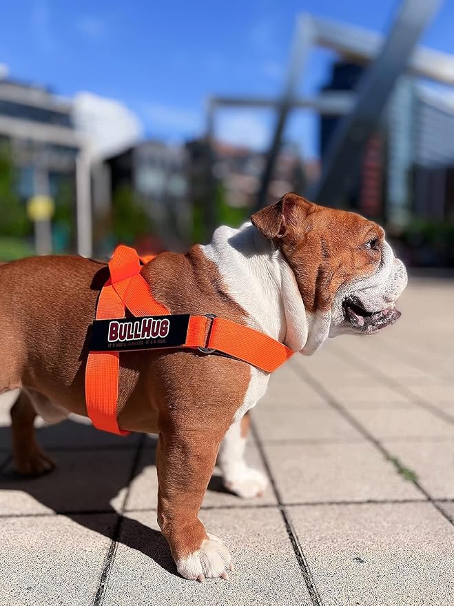 Adjustable Dog Harness– No Pull, No Choke – for English Bulldogs, French Bulldogs, Pugs & Broad-Chested Breeds – Easy, Safe Walks (NEON Orange, Medium)