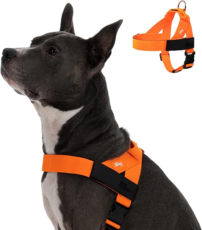 Dog Friendly Co. Dog Harness for Small Dogs (Hi-Vis Orange, Extra Small) | One Click Buckle, Chafe Resistant Webbing, Adjustable Neck & Chest, and Heavy Duty D-Ring, Sturdy Comfortable and Easy to Use