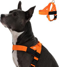Dog Friendly Co. Dog Harness for Small Dogs (Hi-Vis Orange, XXSmall) | One Click Buckle, Chafe Resistant Webbing, Adjustable Neck & Chest, and Heavy Duty D-Ring, Sturdy Comfortable and Easy to Use