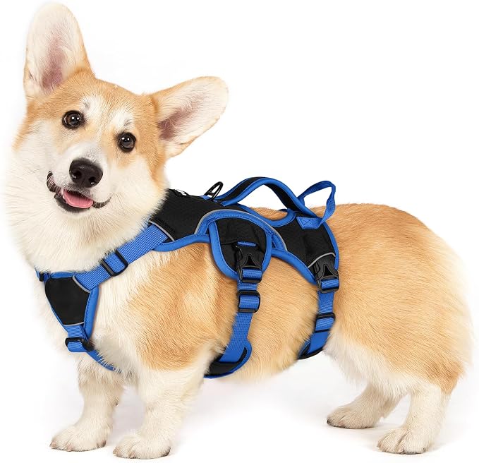 rabbitgoo Escape Proof Dog Harness for Small, No Pull with Lift Handle | No Escape, Full Soft Padded, Reflective Adjustable Vest, Leash Clip for Walking Hiking Training, Blue & Black, Small