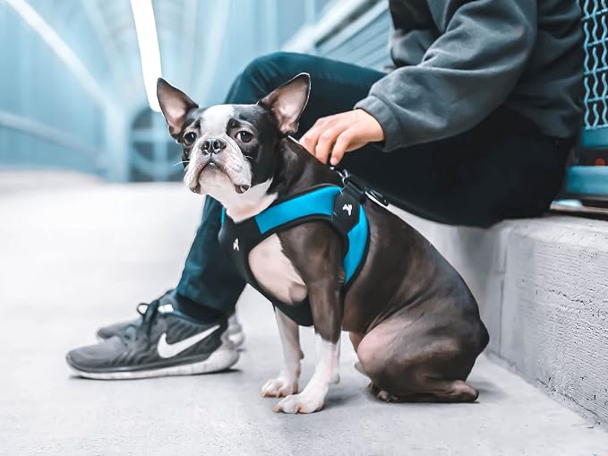 Gooby Escape Free Easy Fit Dog Harness, Step-in, Turquoise, Large | Patented escape-free frame; Contracts if they back out; Step-in easy on/off; Machine washable; Light POM leash ring