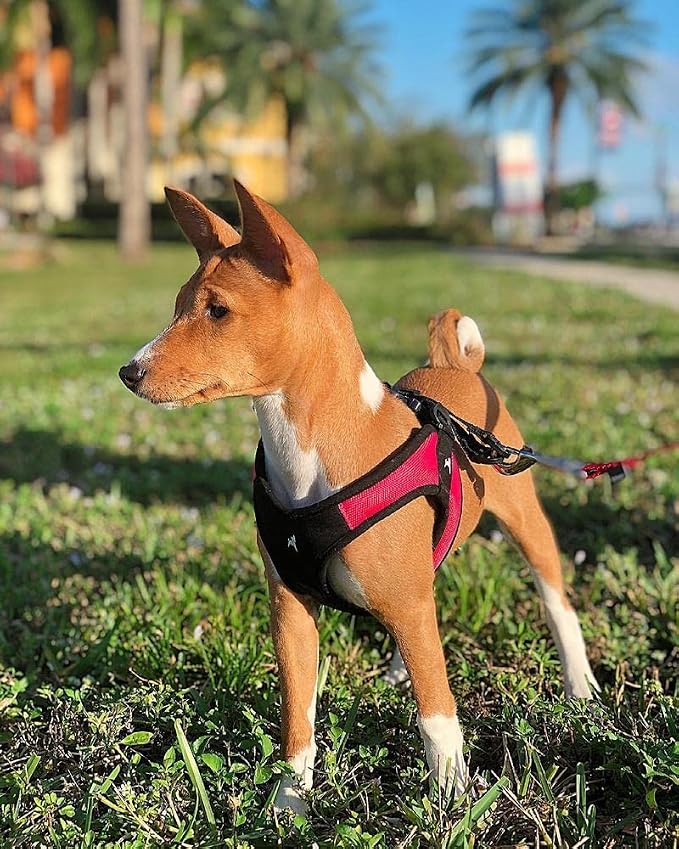 Gooby Escape Free Easy Fit Dog Harness, Step-in, Red, Medium | Patented escape-free frame; Contracts if they back out; Step-in easy on/off; Machine washable; Light POM leash ring