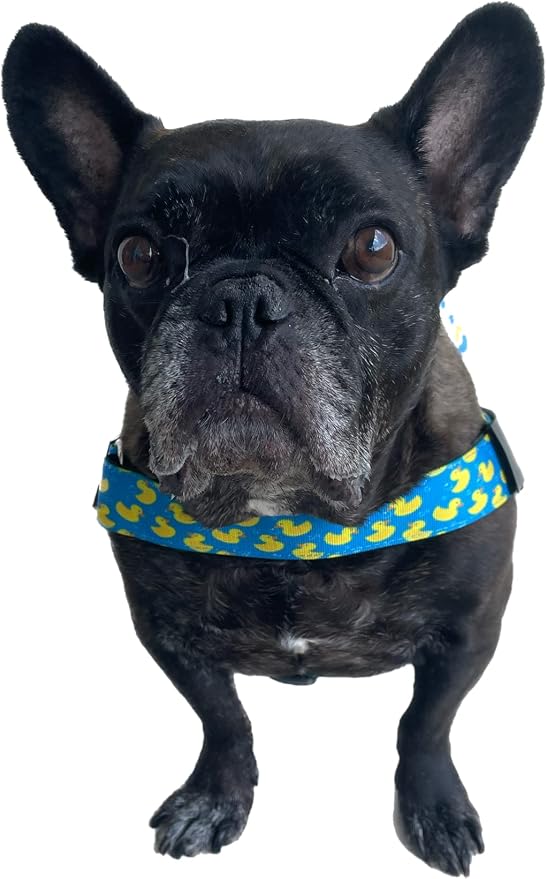 Adjustable Dog Harness– No Pull, No Choke – for English Bulldogs, French Bulldogs, Pugs & Broad-Chested Breeds – Easy, Safe Walks (Sky-Duck, XL)