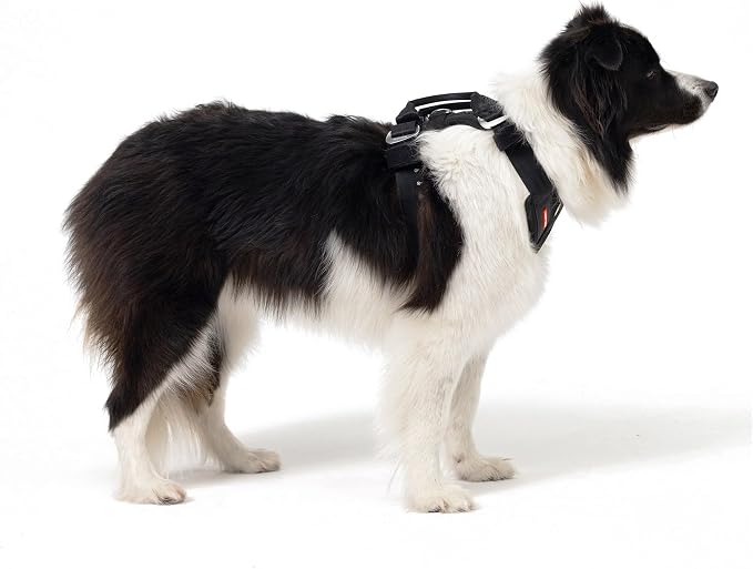 EzyDog Drive Dog Car Harness, Crash Tested and Certified - Small | US-FMVSS 213 Certified Dog Seat Belt Harness, Adjustable, Padded Comfort Chest Plate, Dual Metal SR Buckles