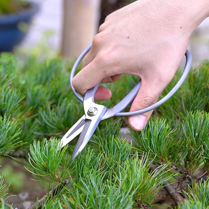 KAKURI Bonsai Scissors Made in Japan 7", Japanese Stainless Steel Blade, Okubo Shears for Bonsai and Garden Use