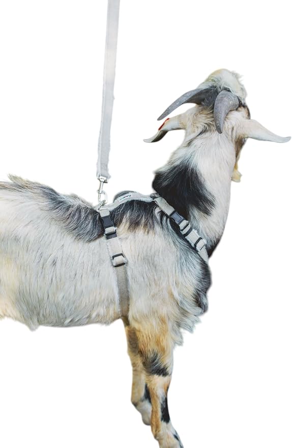 Asatre Adjustable Lined Hemp Goat Harness, Sheep, Livestock Halter, Durable Multi-Clasp Harness, Eco-Friendly Livestock Gear, Comfortable Farm Pet Accessory (Medium)