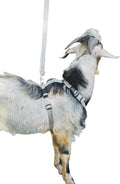 Asatre Adjustable Lined Hemp Goat Harness, Sheep, Livestock Halter, Durable Multi-Clasp Harness, Eco-Friendly Livestock Gear, Comfortable Farm Pet Accessory (Medium)