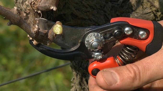 Bahco BAHPX-S2 ERGO Small Bypass Secateurs, 7" Length, Elastomer-Coated Fixed Soft Grip Handle, 3/4" Cutting Capacity, Lightweight Garden Pruners Designed for Comfort and Precision