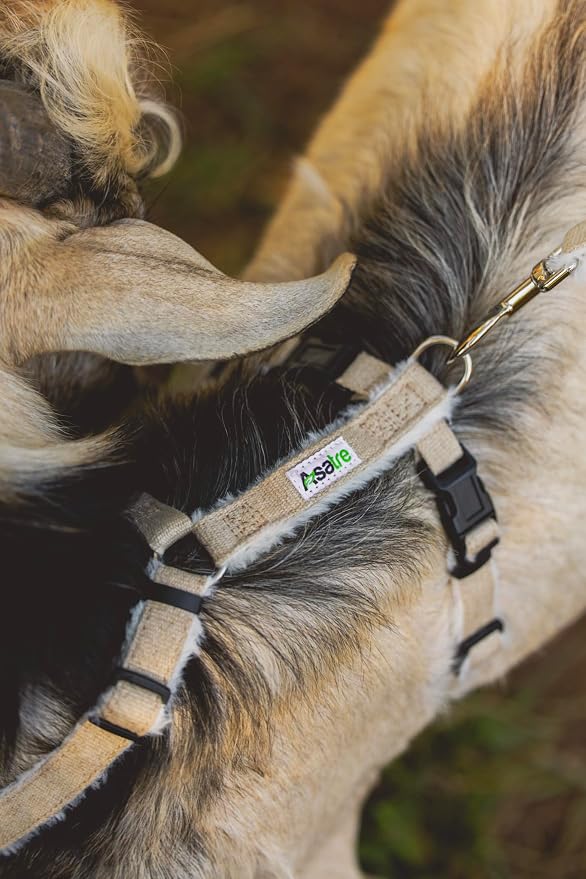 Asatre Adjustable Lined Hemp Goat Harness, Sheep, Livestock Halter, Durable Multi-Clasp Harness, Eco-Friendly Livestock Gear, Comfortable Farm Pet Accessory (Medium)