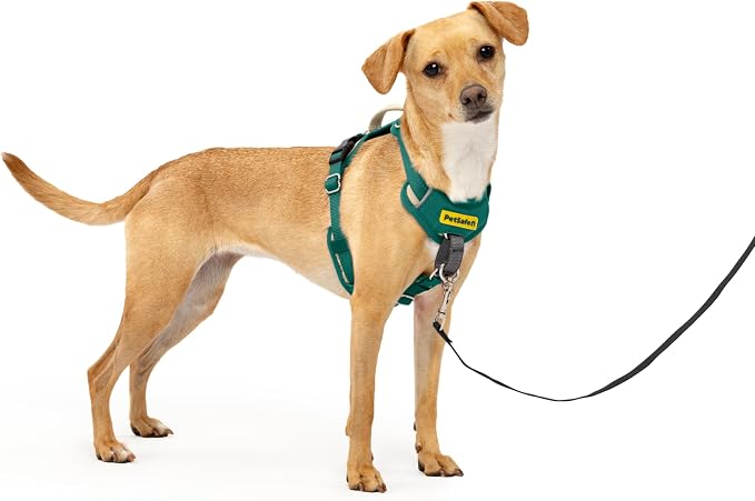 PetSafe Easy Walk Comfort No Pull Dog Harness, Green, Extra Small | Stops Pulling on First Use with Front Martingale Loop, Full-Body Padding, 5-Point Adjustable Fit