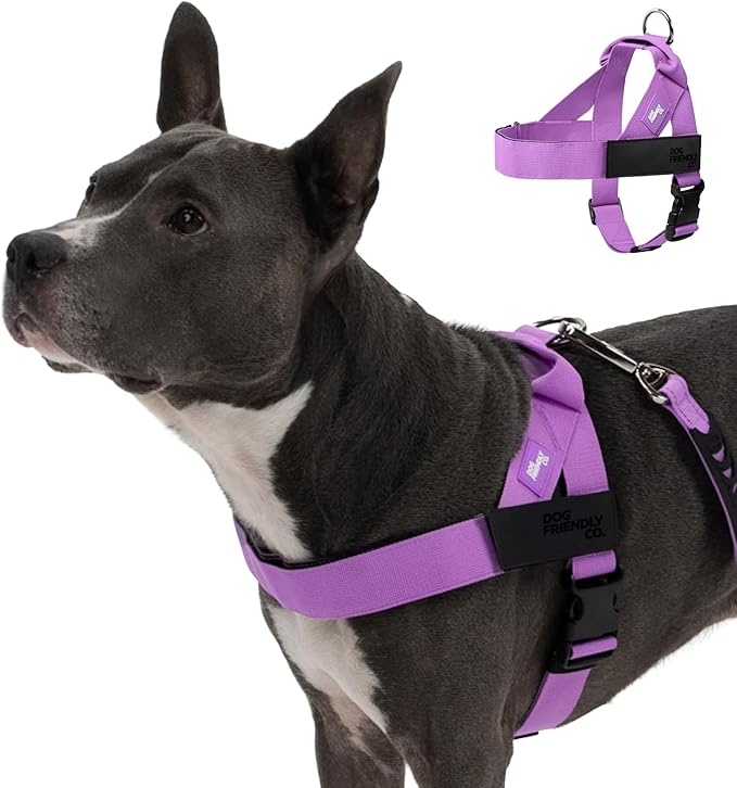 Dog Friendly Co. Dog Harness for Small Dogs, Adjustable (Purple, Extra Small)