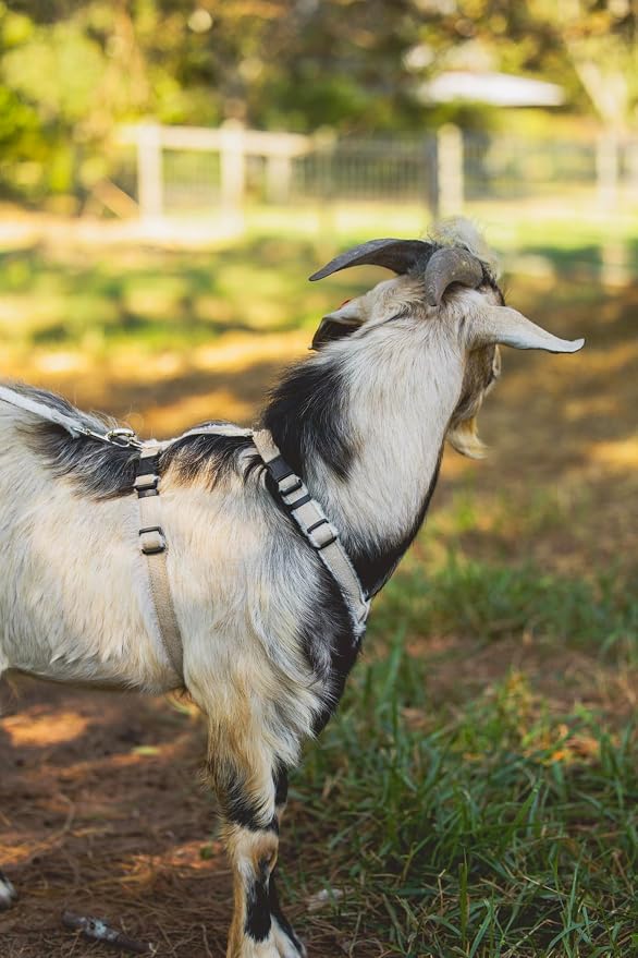 Asatre Adjustable Lined Hemp Goat Harness, Sheep, Livestock Halter, Durable Multi-Clasp Harness, Eco-Friendly Livestock Gear, Comfortable Farm Pet Accessory (Medium)