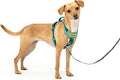 PetSafe Easy Walk Comfort No Pull Dog Harness, Green Gringham, Extra Small | Stops Pulling on First Use with Front Martingale Loop, Padded Comfort, 5-Point Adjustable Fit