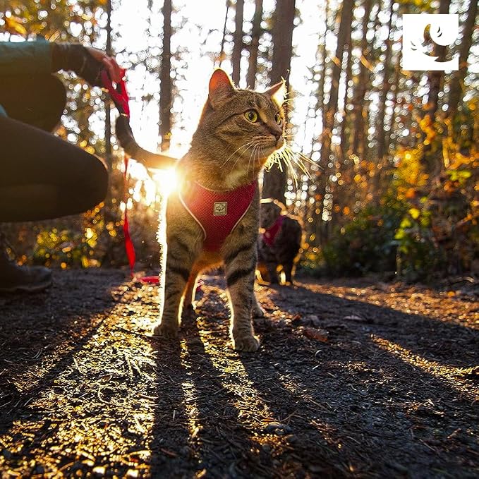 RC Pets Adventure Kitty Cat Harness | Adjustable Airmesh Vest with D-Ring and 6ft Leash for Walking and Travel | Lil Heart, Medium