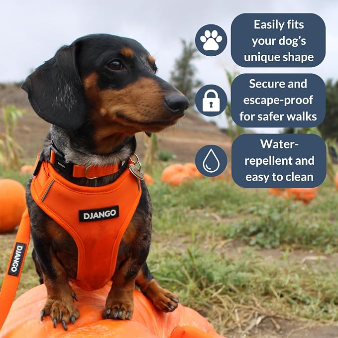 Adventure Dog Harness - Stylish, & Durable Small Dog Harness for Outdoor Adventures and Everyday Wear - Sunset Orange Neoprene Adjustable Harness for Dogs with Reflective Piping & Brass D-Ring