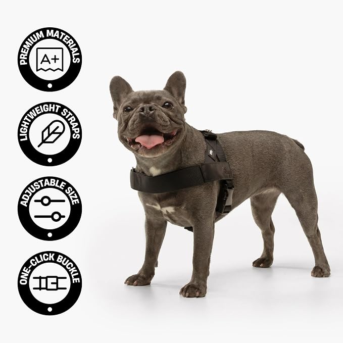 Dog Friendly Co. Dog Harness for Small Dogs, Adjustable (Purple, Extra Small)
