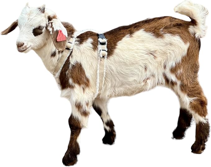 Goat Harness, Asatre Adjustable Lined Hemp Goat or Sheep, Small to X-Large,Livestock Halter, Durable Multi-Clasp, Eco-Friendly Livestock Gear, Comfortable Farm Pet (Small)