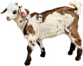 Goat Harness, Asatre Adjustable Lined Hemp Goat or Sheep, Small to X-Large,Livestock Halter, Durable Multi-Clasp, Eco-Friendly Livestock Gear, Comfortable Farm Pet (Small)
