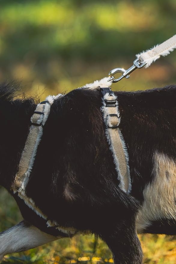 Goat Harness, Asatre Adjustable Lined Hemp Goat or Sheep, Small to X-Large,Livestock Halter, Durable Multi-Clasp, Eco-Friendly Livestock Gear, Comfortable Farm Pet (Small)
