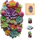 Delobil Puzzles for Adults 500 Pieces with Puzzle Saver - Succulent Wooden Puzzle Unique Adult Jigsaw Puzzles Brain Teaser Family Game Gift 20.5'' X12.6''