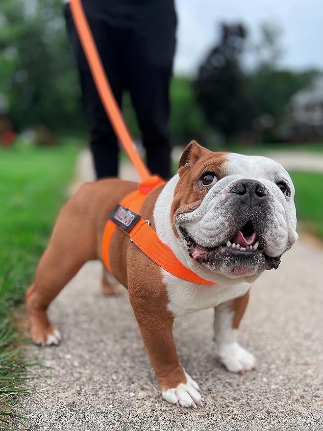 Adjustable Dog Harness– No Pull, No Choke – for English Bulldogs, French Bulldogs, Pugs & Broad-Chested Breeds – Easy, Safe Walks (NEON Orange, Small)