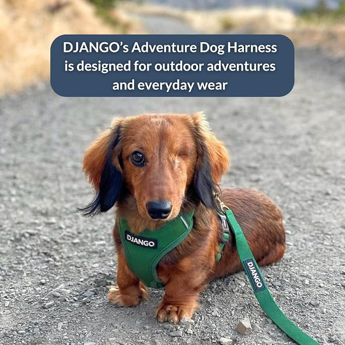 Adventure Dog Harness - Stylish and Durable Small Dog Harness for Outdoor Adventures and Everyday Wear - Forest Green Neoprene Adjustable Harness for Dogs with Reflective Piping & Brass D-Ring
