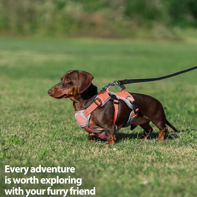 Escape Proof Dog Harness, Dachshund Harness, Reflective Dog Harness with Handle, Durable,Adjustable Vest for Small Medium Large Dogs Walking, Training, and Running Gear (Orange,L)