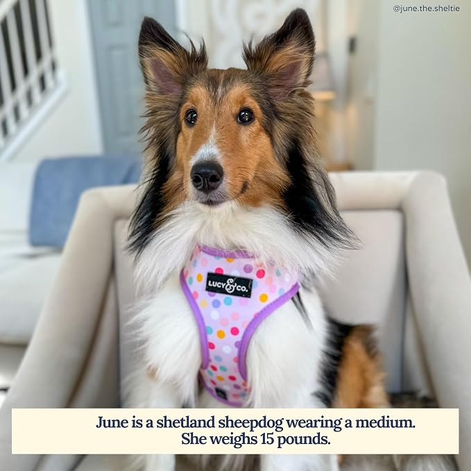 Lucy & Co. Reversible Dog Harness - Water-Repellent Neoprene, Dual-Print Design, Easy Swap Style, Adjustable Comfort Fit - Making Magic Reversible Harness - X-Small
