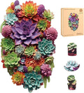 Delobil Puzzles for Adults 1000 Pieces with Puzzle Saver - Succulent Wooden Puzzle Unique Adult Jigsaw Puzzles Brain Teaser Family Game Gift 28.1'' x17.3''