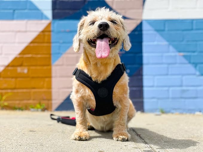 Gooby Sporty Escape Free Harness, Medium - Black, Neoprene, No-Pull, 4-Point Adjustment for Small Dogs up to 35 lbs | Patented escape-free frame; Reduces choking; 4-point adjustment; Soft neoprene padding; Durable webbed straps