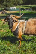 Goat Harness, Asatre Sheep Livestock Hemp Goat Halter, Small to X-Large, Fleece Lined, Multi-Clasp, Machine Washable Soft Durable Restraint (X-Large)