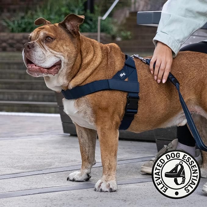 Dog Friendly Co. Dog Harness, No Pull Design (Navy, XXSmall) | One Click Buckle, Chafe Resistant Webbing, Adjustable Neck & Chest, and Heavy Duty D-Ring, Sturdy Comfortable and Easy to Use