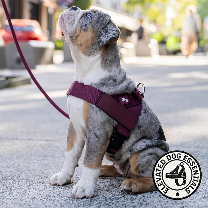 Dog Friendly Co. Dog Harness for Small Dogs (Burgundy, XXSmall) | One Click Buckle, Chafe Resistant Webbing, Adjustable Neck & Chest, and Heavy Duty D-Ring, Sturdy Comfortable and Easy to Use