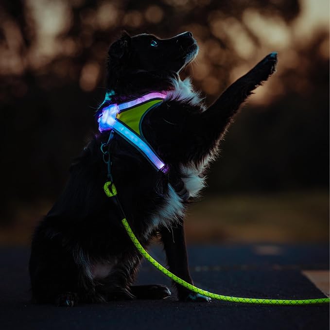 noxgear LightHound Light Up Reflective Dog Harness and Leash, Large | 360° Light Up Reflective Dog Harness, 8 Colors & 6 Modes, USB Rechargeable, Adjustable, Rainproof, LED Fiber Optic
