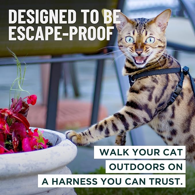 Houdini™ Escape Proof Cat Harness and Leash (Turquoise, XL) | Adjustable walking vest with 6ft lead, breathable mesh, secure snug fit, lightweight for travel, hikes and daily adventures